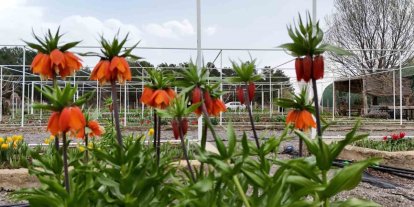 Ters laleyi koparmanın cezası 700 bin lira: Yılda sadece 20 gün yaşıyor