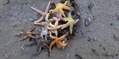 İzmit Körfezi’nden 1,8 milyon metreküp çamur çıkarıldı, deniz canlıları geri döndü