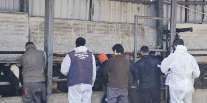 Tekirdağ’da ithal damızlık hayvanlar için sıkı sağlık denetimi