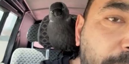 Karga önce sileceğe, sonra sürücünün omzuna kondu