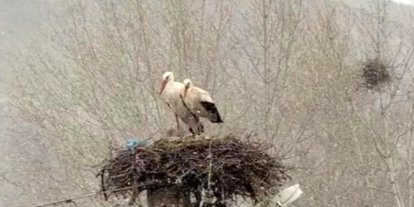 Erken göçen leyleklere kar sürprizi