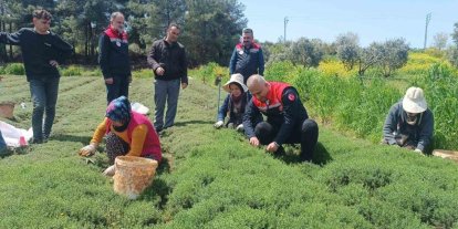 Altınözü’nde zahter hasadı başladı