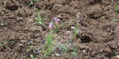 Gediz MYO kampüsünde sürpriz ’Ters Lale’