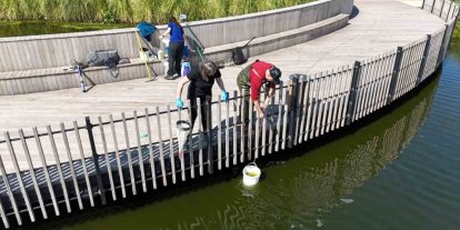 İzmit Millet Bahçesi göletinde bilimsel iyileştirme çalışması başladı