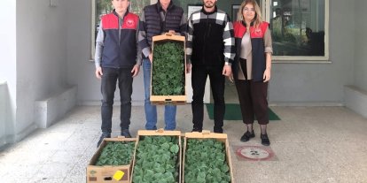 Lüleburgaz’da çiftçiye hıyar fidesi dağıtıldı