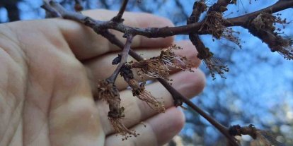 Erzincan’da soğuk şok: Kayısı çiçekleri karardı