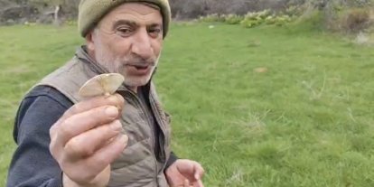 Diyarbakır kırsalında çıkan mantarlar toplanmaya başlandı