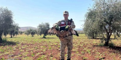 Kilis’te yaralı kızıl şahin bulundu
