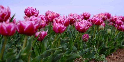 Karaman’da lale tarlası ziyaretçilerine hazırlanıyor