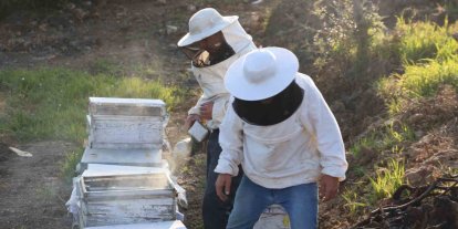 Aydın’da arı kolonileri gençleşiyor, arıcılar sezondan umutlu