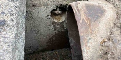 İskenderun’da rögar borusuna düşen yavru kediler kurtarıldı