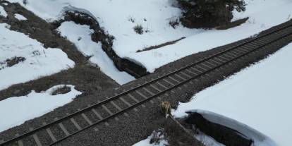 Kars’ta drone ile karşılaşan boz ayı kamerada: Merak, tedirginlik ve kaçış