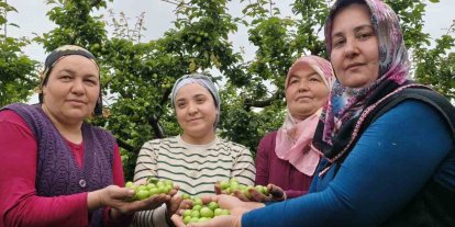 Mersin’de açıkta erik hasadı başladı, fiyatı 200 TL’ye kadar düştü