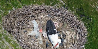 15 yıllık ’komşu’: Leylek ’Ciran’ ailenin maskotu oldu