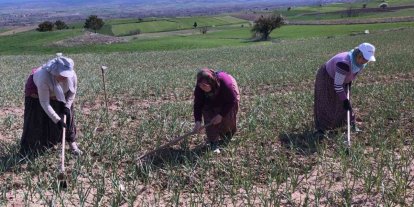 Taşköprü sarımsağı tarlalarındaki zararlı otları tek tek topluyorlar