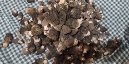 Beyşehir’de kuzugöbeği tutkunları sahaya çıktı