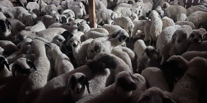 Sürülerde bahar hareketliliği: Kuzular annelerini böyle buldu