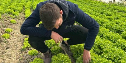 Bu sefer tarladan güzel haber geldi...35 liraya tarladan satılan marul yüzleri güldürdü