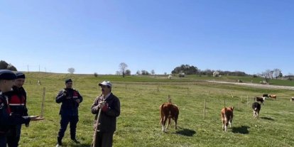 Bilecik’te hayvan hırsızlığı ve dolandırıcılık uyarısı