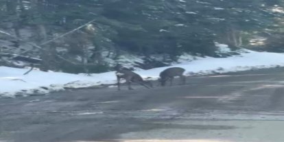 Kastamonu’da karacalar su içerken görüntülendi