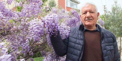 Balıkesir’de mor salkım güzelliği başladı