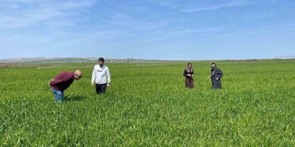 Cizre’de tarlalarda ‘süne’ mesaisi