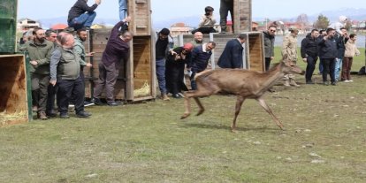 Ordu’da doğaya 16 kızıl geyik salındı