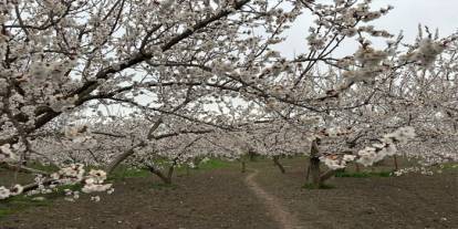 Kars’ta kayısı bahçeleri beyaza büründü