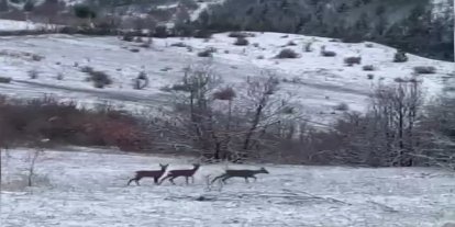 Nadir misafirler kar altında görüntülendi: Refahiye’de kızıl geyik heyecanı
