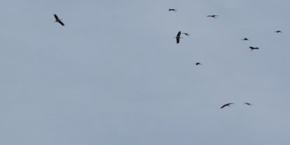 Kozan semalarında leyleklerin göç yolculuğu mest etti