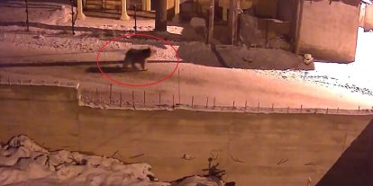 Kış uykusundan uyanan ayılar Bayburt’un köylerinde yiyecek aradı