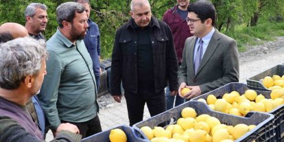 Arsuz’da limon hasadı başladı