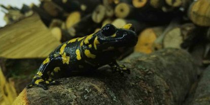 Baharla birlikte Benekli Semenderler çıkmaya başladı; Zarar vermenin bedeli, 557.212 TL