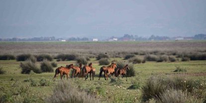 Kızılırmak Deltası Kuş Cenneti’nde bahar coşkusu