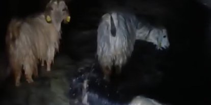 Yüksekova’da ahırları su bastı: Mahsur kalan hayvanlar kurtarıldı