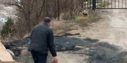 Gümüşhane’de aç kalan yavru ayıyı elleriyle beslediler