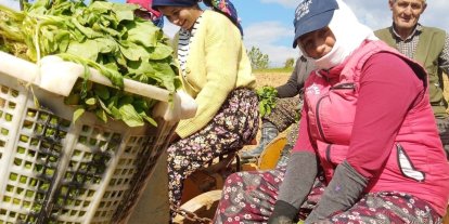 Sarıgöl’de tütün dikimi başladı
