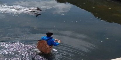 Bafra’da kanala düşen karaca kurtarıldı