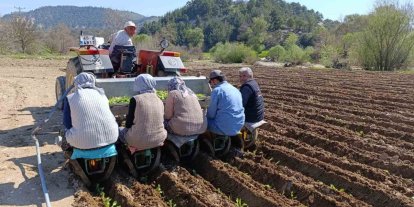 Selendi’de tütün mesaisi başladı