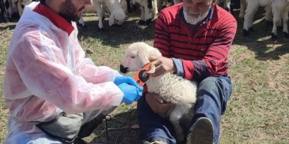 Kemah’ta küçükbaş hayvanlar aşılanarak küpeleniyor