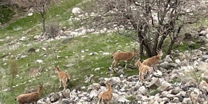 Elazığ’ın tarihi mahallesi Harput’ta dağ keçileri görüntülendi