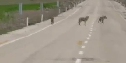 Kemah’ta kurt sürüsü cep telefonu kamerasına yansıdı