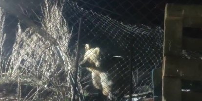 Bayburt’ta şantiye alanına inen ayı vatandaşın sesini duyunca böyle kaçtı