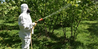 Fındıkta külleme ve kozalak akarına karşı mücadele başlatıldı