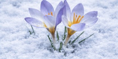 Kartepe’nin nadide türü objektiflere yansıdı