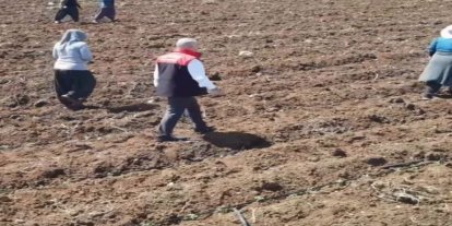 Elazığ’da domates üretiminde yeni sezon  başladı