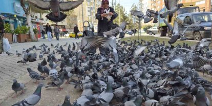 Kuşlara yem dağıtan yaşlı kadın onlarca güvercinin arasında kaldı