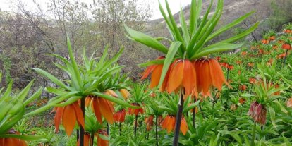 Malatya’da ters laleler doğayı renklendirdi