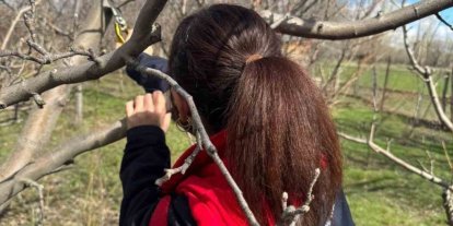 Meyve ağaçlarında budama çalışmaları devam ediyor