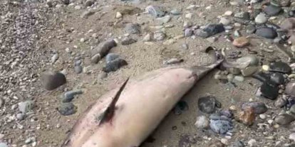 Trabzon’da yunus balığı ölümleri